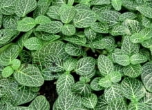 Fitonia Fittonia albivenis to odmiana karlowa M Encyklopedia roślin: Fitonia Fittonia albivenis to odmiana karlowa M