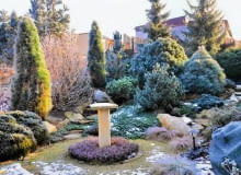 s Frosted winter garden SLOWA KLUCZOWE: Frosted picea pinus frosted lawn winter garden frosty frosted plants frosted picea shrubs winter snow trees in winter frosted trees