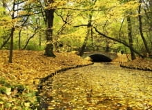 Mostek przerzucony nad kanałem zachwyca szczególnie jesienią, gdy złocą się liście drzew Park Skaryszewski im Ignacego Jana Paderewskiego w Warszawie