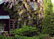 12.05.2004 PODKOWA LESNA WIOSENNY OGROD GLICYNIA CHINSKA WISTERIA SINENSIS PROLIFIC PNACZE TUJA THUJA ZYWOTNIK DRZEWO IGLASTE JEZIORKO WODA STAW ZBIORNIK WODNY OCZKO WODNE OKNO SCHODY BRZEG JEZIORKA KAMIENNY FOT. WOJCIECH SURDZIEL / AGENCJA GAZETA PUBLIKACJA OGRODY NR 5 (73) - 5.2005 PUBLIKACJA MAGNOLIA NR 6 (2) - 6 2012 SLOWA KLUCZOWE: OGRODY KWIATY ROSLINY ARCHITEKTURA ZDJĘCIE DO WKŁADKI: PUBLIKACJA OGRODY NR 5 (73) - CZASOPISMA