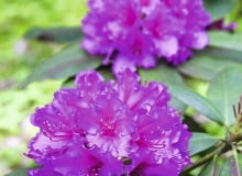 Aby różanecznik tak ładnie zakwitł, jego pąki muszą zdrowo przezimować.