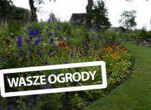 Wasze ogrody a