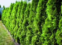 Chore żywotniki Chore żywotniki