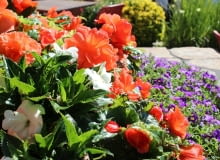 Kwiaty wieloletnie do ogrodu kwiaty wieloletnie do ogrodu