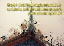Wykwity trzeba usunąć ze ściany razem z tynkiem. Wykwity trzeba usunąć ze ściany razem z tynkiem.