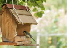 Świadome dokarmianie ptaków - kiedy skończyć i jak zadbać o karmnik po zimie? Świadome dokarmianie ptaków - kiedy skończyć i jak zadbać o karmnik po zimie?