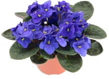 Fiołek afrtykański Fiołek afrtykański