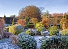 Shaped buxus hedging with mature shrubs and trees in frost and winter sunshine at at Wilkins Pleck, NGS, Whitmore, Staffordshire