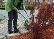 Wiosenne przycinanie krzewów ozdobnych Wiosenne przycinanie krzewów ozdobnych