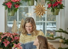 Poinsecje dodają blasku świątecznym tradycjom Poinsecje dodają blasku świątecznym tradycjom