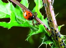 Mrówki broniąkolonii mszyc przed biedronką - ich wrogiem - bo też korzystają z rosy miodowej.