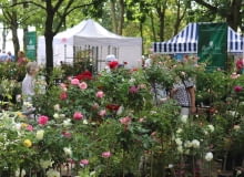 Plenerowe Targi Różane w Kutnie podczas 49. Święta Róży Plenerowe Targi Różane w Kutnie podczas 49. Święta Róży