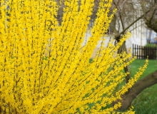 Forsycja. DAKH4H Common forsythia (Forsythia x intermedia 'Lynwood', Forsythia x intermedia Lynwood), cultivar Lynwood