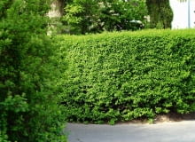 Najpopularniejszym materiałem na zywopłoty jest ligustr. Daje się śweitnie ciąć. Można z niego wyprowadzić nawet 3-metrowy żywopłot. Sadzonki rozmieszcamy w ilośći 4-5 na 1 m. UWAGA ! DO JEDNORAZOWEJ PUBLIKACJI OGROD , LIGUSTR - KRZEW LISCIASTY , ZYWOPLOT FOT. ANNA KULIKOWSKA PUBLIKACJA OGRODY NR 5 (145) - 5 2011 SLOWA KLUCZOWE: ROSLINA KRZEW OGROD ZDJĘCIE DO WKŁADKI: PUBLIKACJA OGRODY NR 5 (145) - CZASOPISMA