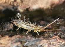 Skoczogonki bytują w ziemi, żywią się obumarłymi resztkami, ale czasem także niszczą korzenie i liście. Skoczogonki bytują w ziemi, żywią się obumarłymi resztkami, ale czasem także niszczą korzenie i liście.