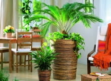 Ten sagowiec jest młody - świadczy o tym krótka kłodzina. U jego stóp rośnie epipremnum, obok stoi kalatea.