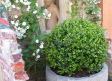 Aby bukszpany zachowały ładny kształt, warto je formować 2-3 razy w sezonie, ostatni raz w połowie sierpnia. Młode przyrosty mają jaśniejszą zieleń.