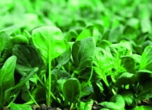 Siewki powinny rosnąć co 10cm, bo zagęszczone łatwo gniją. Chore należy usuwać.