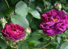 Róża ‘Tuscany Superb’