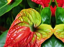 Anturium Andreego (Anthurium andreanum)