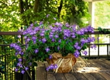 Takie dorodne skrętniki 'Blue Fountain' pojawiają się w kwiaciarniach na początku lata. Na cienistym balkonie kwitną i kwitną... Wystarczy czasem podlać je roztworem nawozu. fot.Ewa Narkiewicz