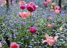 Tulips and Forget-me-not's at Monet's Garden at Giverny SLOWA KLUCZOWE: Blume Farbe Frankreich Fr´hling Myosotis Tulpe Tulpen Vergi?meinnicht blau cerise cottage garden pink rosa tulipa quadratisch