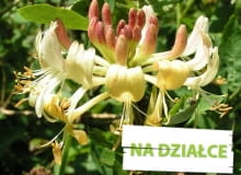 Wiciokrzew pomorski - pnącze Wiciokrzew pomorski - pnącze