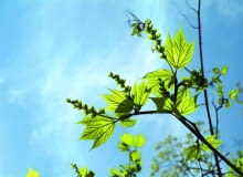 Wiosna: Klon pensylwański ma charakterystyczne liście o dwóch głębokich wcięciach. Wraz z liśćmi rozwijają się długie zielone kwiatostany. wiosna: Klon pensylwański ma charakterystyczne liście o dwóch głębokich wcięciach. Wraz z liśćmi rozwijają się długie zielone kwiatostany.