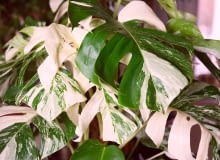 Monstera 'Variegata' Monstera 'Variegata'
