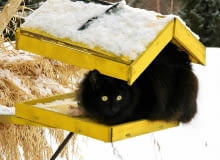 Dopóki leży śnieg i jest mróz, dokarmiamy ptaki, ale tak, by nie dopadły ich koty Dopóki leży śnieg i jest mróz, dokarmiamy ptaki, ale tak, by nie dopadły ich koty