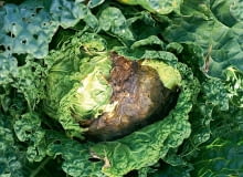 Szara pleśń. Objawy. Liście lub całe główki zagniwają przy podstawie. Pokrywa je szary, pylący nalot. Choroba atakuje sałaty i warzywa kapustne. Zwalczanie. Ochroną obejmujemy wysadzoną rozsadę i główki w początkowej fazie rozwoju, zwłaszcza przy deszczowej pogodzie. Opryskujemy je jednym z preparatów: Rovral Aquaflo 500 SC, na kapuście także Topsin M 500 SC, a na sałacie Switch 62,5 WG lub Signum 33 WG oraz wzmacniamy Bioseptem Active. KONICA MINOLTA DIGITAL CAMERA8BIM%>n8+D8BIM:printOutputPstSboolInteenumInteClrmprintSixteenBitboolprinterNameTEXTprintProofSetupObjcUstawienie prbyproofSetupBltnenumbuiltinProofproofCMYK8BIM;