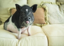 Świnka kanapowa to szczyt hipsterskiej mody.