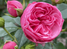 ‘The Matador®’ (Lise Nørgård) hodowczyni: Rosa Eskelund