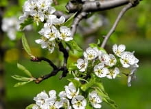 KWITNIENIE GRUSZ przypada w kwietniu. Białe kwiaty zebrane są w baldachogrona KWITNIENIE GRUSZ przypada w kwietniu. Białe kwiaty zebrane są w baldachogrona