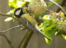 Sikorka jedząca pokarm Sikorka jedząca pokarm