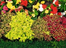 Koleusy słyną z bajecznie kolorowych liści. Kilka odmian posadzonych w jednym pojemniku może zastąpić kwiaty. Koleusy słyną z bajecznie kolorowych liści. Kilka odmian posadzonych w jednym pojemniku może zastąpić kwiaty.