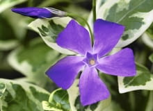 Kwiaty i liście barwinka większego są bardziej okazałe niż barwinka pospolitego. Na zdjęciu: odmiana ?Variegata? Kwiaty i liście barwinka większego są bardziej okazałe niż barwinka pospolitego. Na zdjęciu: odmiana ?Variegata?