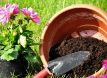 Dalię kupioną w tzw. doniczce roboczej przesadzamy do odpowiednio dużego naczynia, które pomieści jej bulwy i korzenie. Dalia