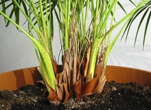 Część pędów w środkowej części palmy zaschła. W ten sposób roślina reaguje na zalanie korzeni. Część pędów w środkowej części palmy zaschła. W ten sposób roślina reaguje na zalanie korzeni.