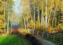 Las otoczony ścianą złocistych brzóz i modrzewi wygląda bajkowo. Las otoczony ścianą złocistych brzóz i modrzewi wygląda bajkowo.