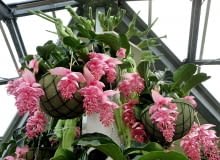 Medinilla wspaniała Medinilla wspaniała