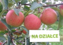 Jabłoń 'Sampion', inaczej 'Szampion' Jabłoń 'Sampion', inaczej 'Szampion'