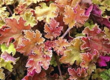 Żurawka (Heuchera) UWAGA ! DO JEDNORAZOWEJ PUBLIKACJI ŻURAWKA ( HAUCHERA ) ' MARMALADE ' - ROSLINA , BYLINA , OZDOBNE LISCIE FOT. PLANTPOL ZABORZE PUBLIKACJA KWIETNIK NR 4 (184) - 4 2010 SLOWA KLUCZOWE: ROSLINA ZDJĘCIE DO WKŁADKI: PUBLIKACJA KWIETNIK NR 4 (184) - CZASOPISMA