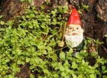 Krasnal ogrodowy Krasnal ogrodowy