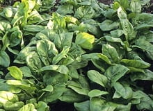 Szpinak warzywny (Spinacia oleracea) jest jednym z najstarszych warzyw, znanych już od czasów starożytnych u góry