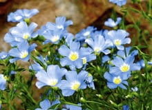 OGROD - ROSLINY NA GLEBACH WAPIENNYCH ROSLINY KWIATY - LEN TRWALY LINUM EXTRAAXILARE FOT. WIESLAW GAWRYS PUBLIKACJA OGRODY NUMER SPECJALNY 1/2008 - OGROD DLA CIEBIE - 5 2008 SLOWA KLUCZOWE: ROSLINY OGRODY KWIATY ZDJĘCIE DO WKŁADKI: PUBLIKACJA OGRODY NUMER SPECJALNY 1/2008 - OGROD DLA CIEBIE - CZASOPISMA