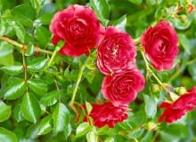 06.07.2005 BATKOWO KOLO INOWROCLAWIA