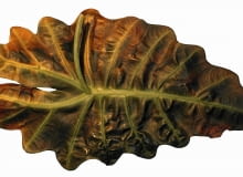 Liście alokazji porażone przez zgniliznę bakteryjną należy ściąć. Na zdjęciu z lewej: zdrowe zielone liście. Liście alokazji porażone przez zgniliznę bakteryjną należy ściąć. Na zdjęciu z lewej: zdrowe zielone liście.