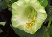 Biała odmiana 'Alba'