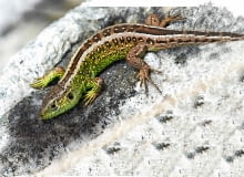 Lacerta agilis